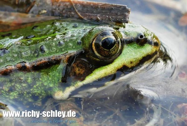 frosch makro