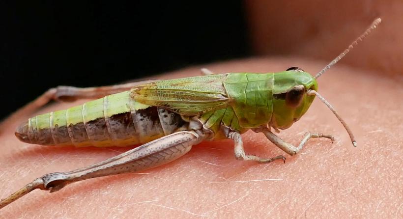 focus stacking heuschrecke