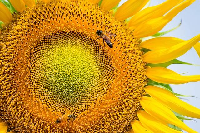 sonnenblume-1